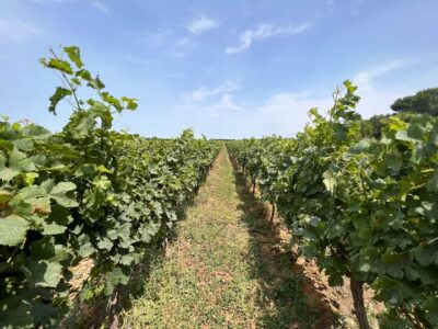 Vignes avant simulateur VR